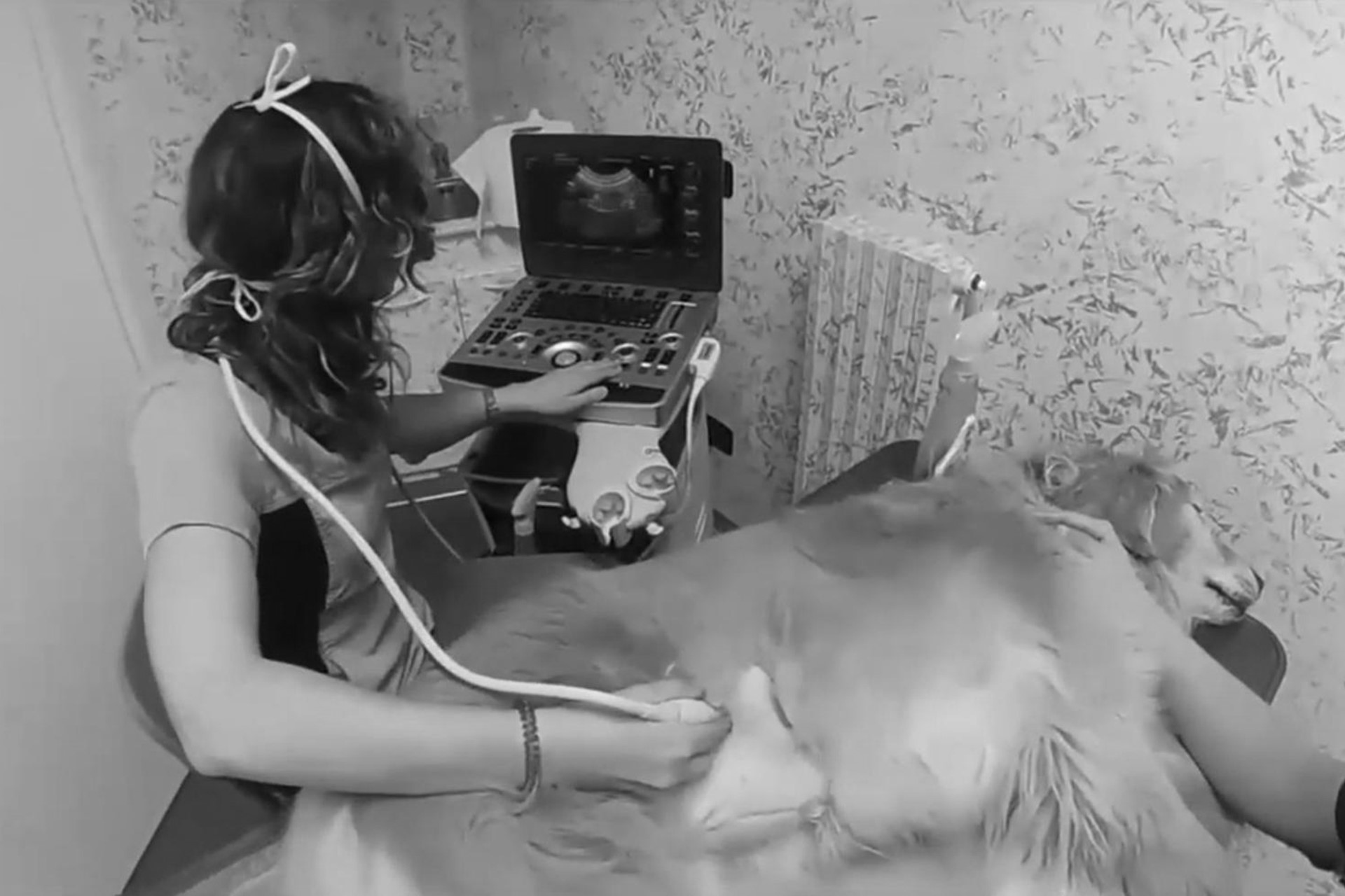 Ecorvet Nosotros y Servicios